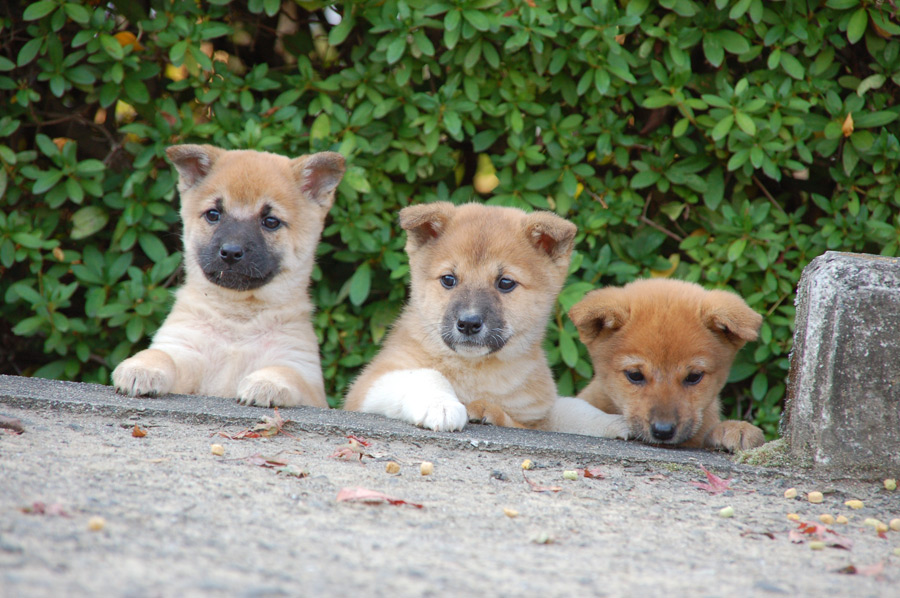 3匹の柴犬