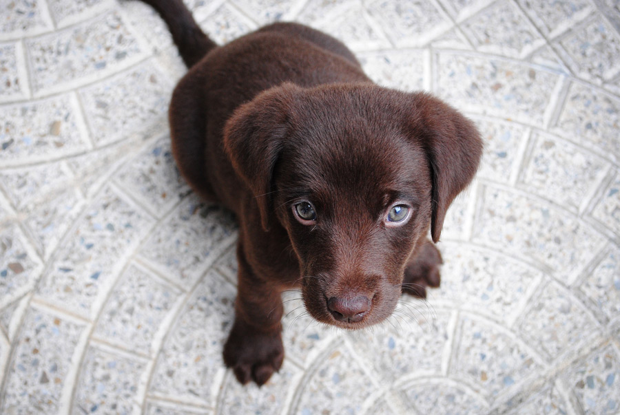 茶色い子犬